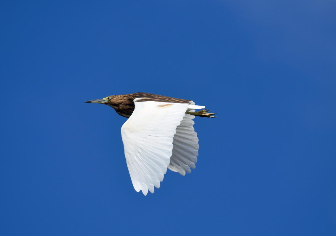 Crabier blanc (ardeola idae).